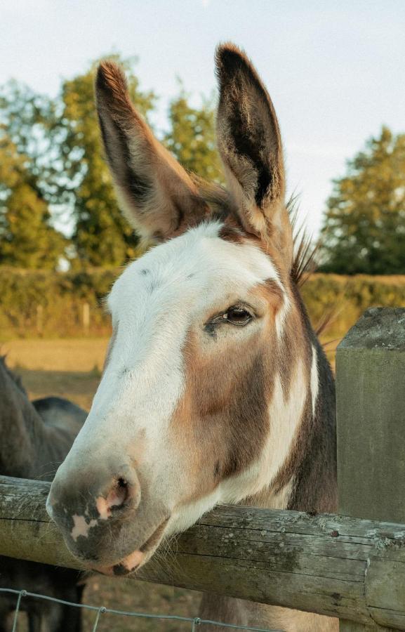 チッペナム Glamping At The Retreat Wiltshire Is Rural Blissヴィラ エクステリア 写真